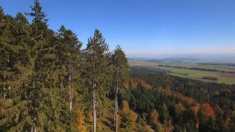 4K Flying over a pine forest aerial shot Stock Footage 69168028