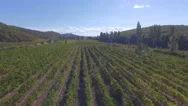 4K Flying Over Vineyards &Amp; Wine Leaves / Beautiful Nature Aerial Shot - French Stock Footage