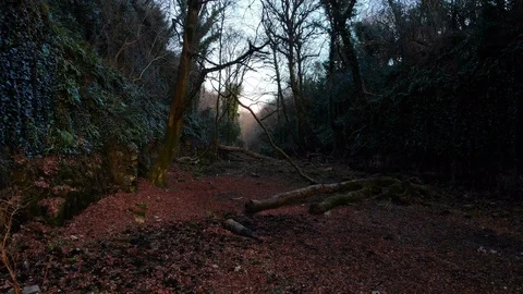 4k Flying past magical swing in forest glen ireland Video stock 89233671