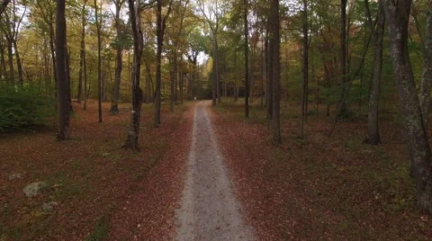 4k Flying POV through forest during Fall Stock Footage 56164457