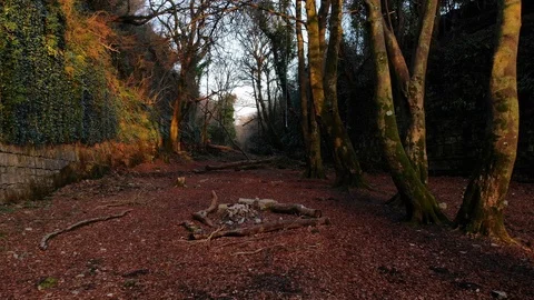 4k Flying through magical forest glen at sunset in Ireland Video stock 89234610