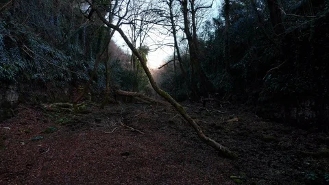 4k Flying towards dark and mysterious tree in magical forest glen Video stock 89234454
