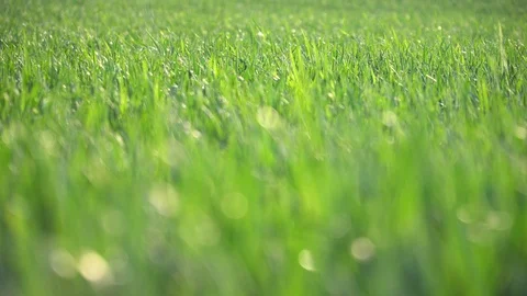 4k Focus On The Grass Of The Green Field Stock Footage 89813408