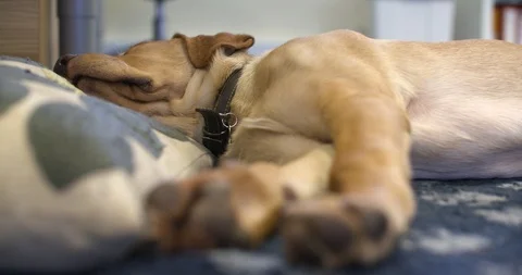 4k Focus pull on sleeping dog stretching in his sleep Stock Footage 86912275