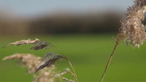 4k focus on Rushes In High Wind Stock Footage 149672250