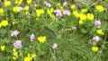 4K focusing in on yellow and pink flowers waving in the wind 4k or 4k+ Resolution