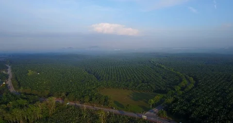 4K Footage. Aerial view of palm oil plantation in Asia. Agricultural background. Stock Footage 100856424