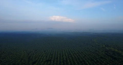 4K Footage. Aerial view of palm oil plantation in Asia. Agricultural background. Stock Footage 100856425