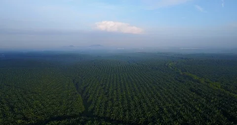 4K Footage. Aerial view of palm oil plantation in Asia. Agricultural background. Stock Footage 100856427