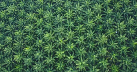 4K Footage. Aerial view of palm oil plantation in Asia. Agricultural background. Stock Footage 100856471