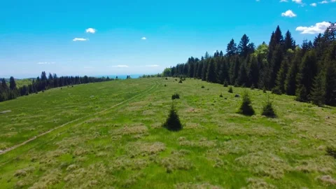 4k footage on an alpine plain among coniferous forests in summer Stock Footage 335838278