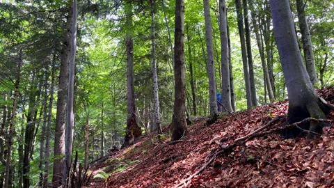 4K footage of backpacker going through forest with backpack and trekking poles. Stock Footage 276444509