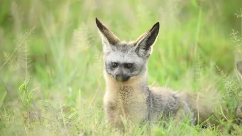 4K footage of bat eared fox sitting in a grassland and looking around in Ser Stock Footage 197402445