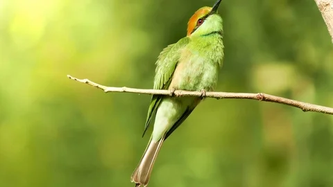 4K footage, Bay-headed Bee-eater (Merops leschenaulti) Stock-Footage 71287652