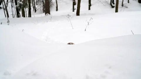 4K footage of beagle plowing through deep snow in winter forest. Stock Footage 101016859