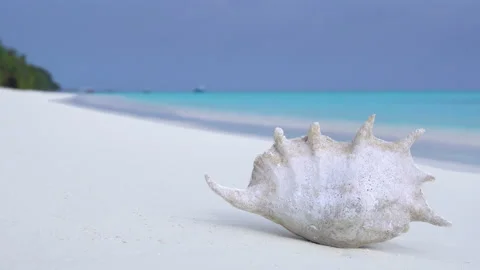 4K Footage. Big shell on beautiful sandy beach Stock Footage 140577703