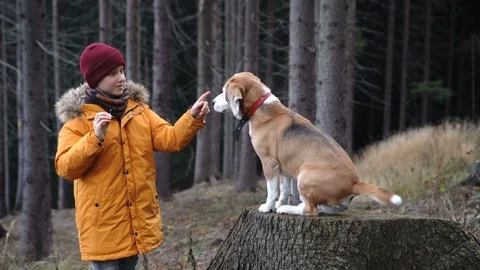4K footage of boy training his dog asking for paw Stock-Footage 101288232