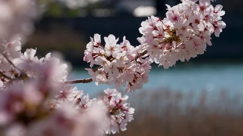 4K footage of cherry branches in full bloom swaying in the wind along the river. Stock Footage 264479993