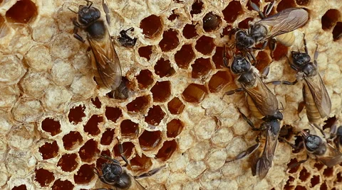4K footage close up of Bees convert nectar into honey Video stock 68304586