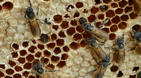 4K footage close up of Bees convert nectar into honey Video stock 68304828