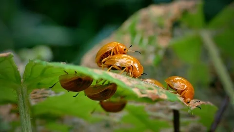 4K Footage, close up of lady bug breeding on green leaf in forest Video stock 78126697