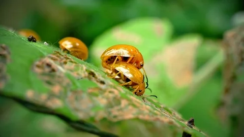 4K Footage, close up of lady bug breeding on green leaf in forest. Stock-Footage 78127350