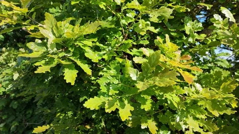 4k footage of close up of oak tree leaves Stock Footage 277296630