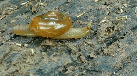 4K footage close up snail Vidéo 68335037