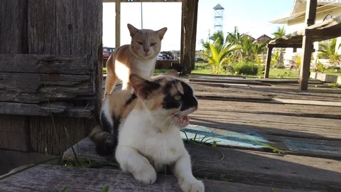 4k footage Close up view of cats playing together. Stock-Footage 101100890