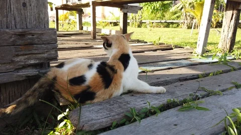 4k footage close up view of cats fight. Stock Footage 101101882