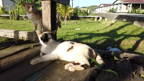 4k footage  Close up view of cats playing together. Stock-Footage 101101965