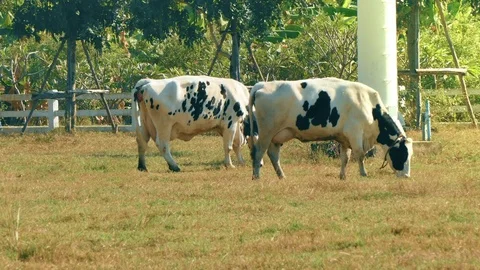 4K footage, cow eats grass in morning Stock Footage 71309726