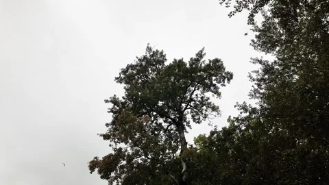 4K footage of crows perched on tall tree branches under a cloudy gray sky on Ada Stock Footage 342625271