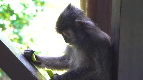 4k Footage of cute small monkey eating vegetable Video stock 119921193