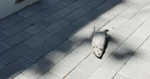 4k footage of a dead fat rat lying on the ground attracting flies 스톡 동영상 203608853