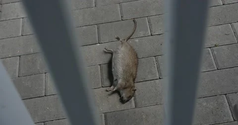 4K footage of a dead rat lying on the ground 스톡 동영상 203607256