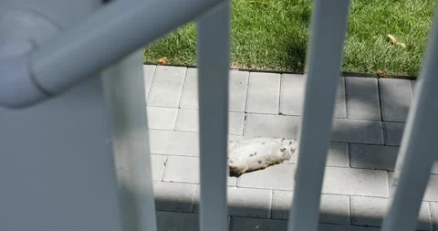 4K footage of a dead rat lying on the ground 스톡 동영상 203607294