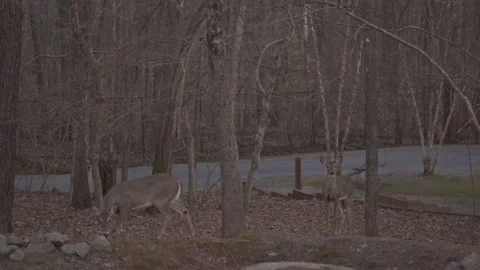 4K footage of Deer in the forest 動画素材 170636046