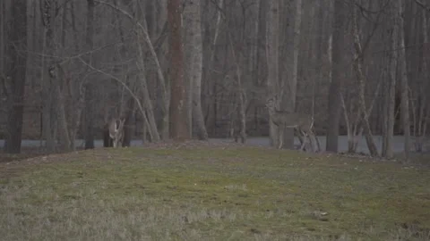 4K footage of Deer in the forest 動画素材 170636408