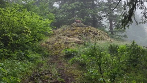 4K footage of a deer in a forest on Saddle Mountain in Oregon's Coast Range, USA Stock Footage 337859853