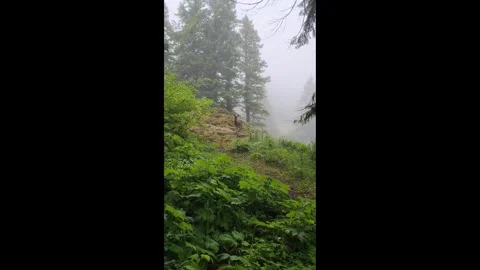 4K footage of a deer in a forest on Saddle Mountain in Oregon's Coast Range, USA Stock Footage 337859854