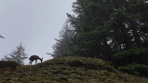 4K footage of a deer in a forest on Saddle Mountain in Oregon's Coast Range, USA Stock Footage 337867672
