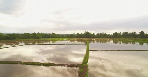 4k footage of drone camera flying over rice fields Video stock 51022020