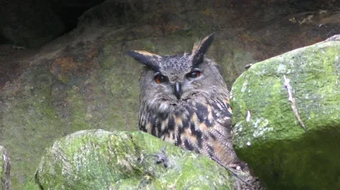 4K footage of an Eurasian eagle-owl (Bubo bubo) Stock Footage 51365086