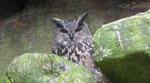 4K footage of an Eurasian eagle-owl (Bubo bubo) Stock Footage 51365599