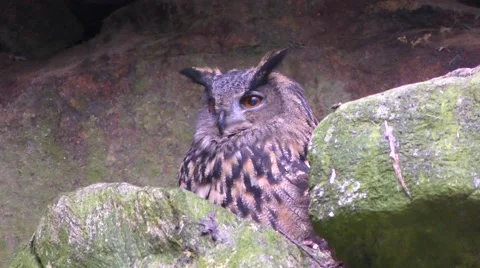 4K footage of an Eurasian eagle-owl (Bubo bubo) Video stock 51366159