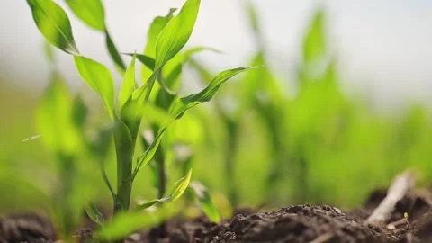 4K footage of fresh young corn plants growing in a healthy spring field. Stock Footage 295865187