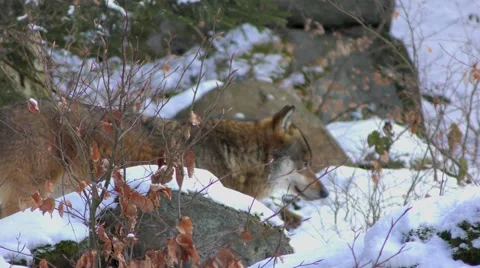 4K footage of a Gray (or Grey) Wolf (Canis lupus) in winter Stock-Footage 51421553