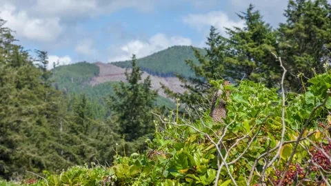 4K Footage of Ground Squirrel in Tree Coastal Oregon Wildlife and Forest Habit Stock Footage 309286617