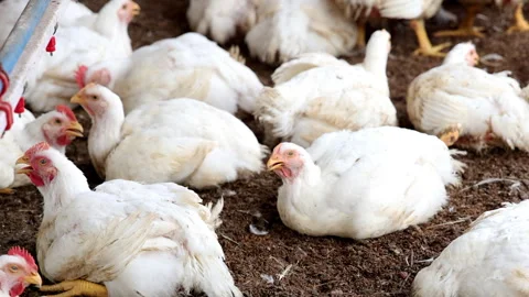 4k footage of a group of white chickens gathered inside a poultry farm. Stock Footage 342786686